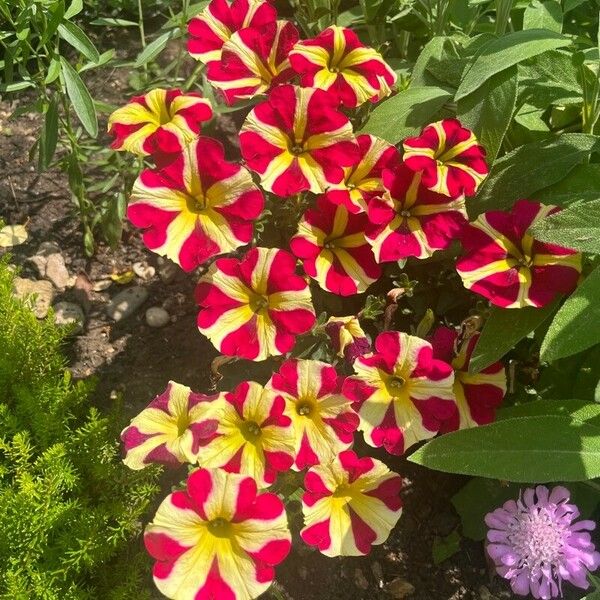 Petunia x hybrida Цвят