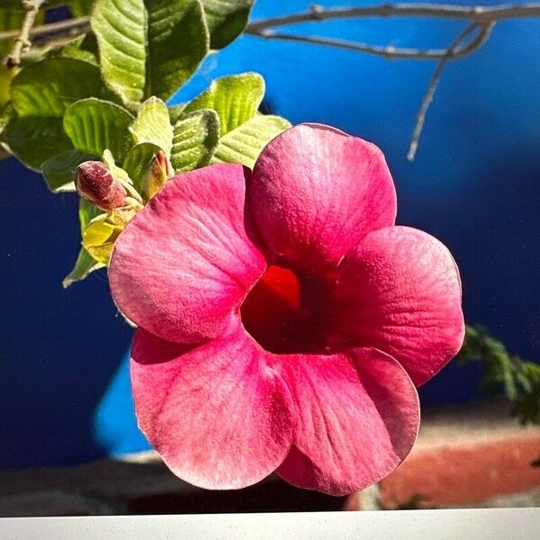 Allamanda blanchetii Fleur