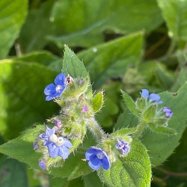 Pentaglottis sempervirens Fuelha