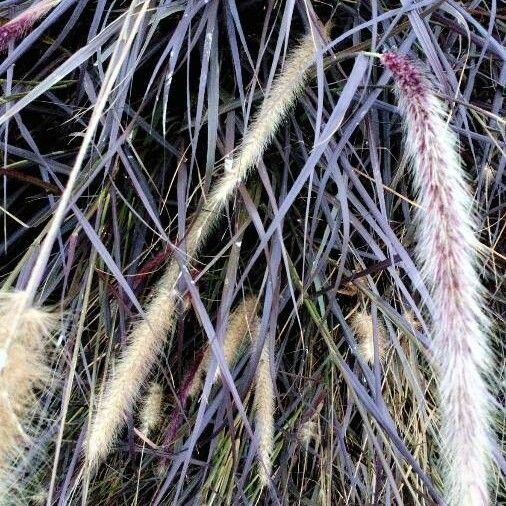 Cenchrus pedicellatus Flower