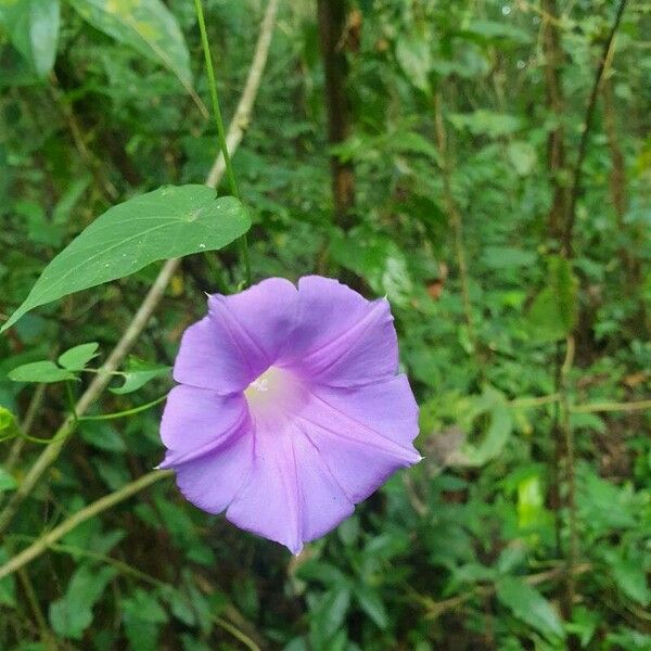 Ipomoea indica 花