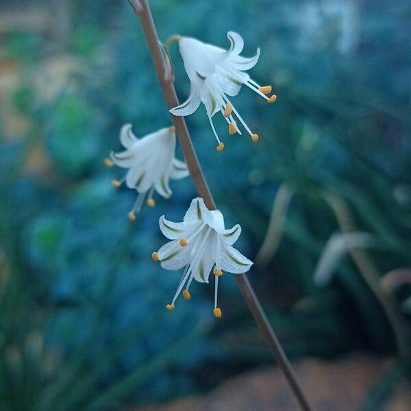 Aloe albiflora Õis