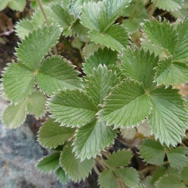 Potentilla nepalensis Yaprak