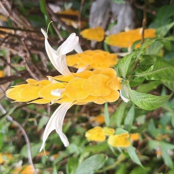 Pachystachys lutea Flor