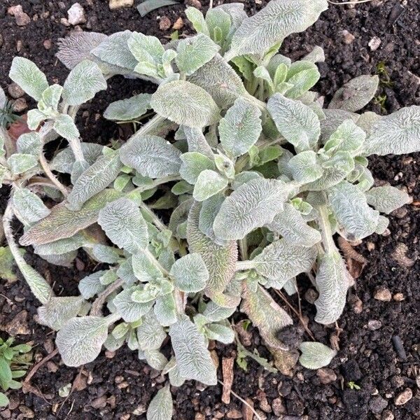 Stachys byzantina Leaf