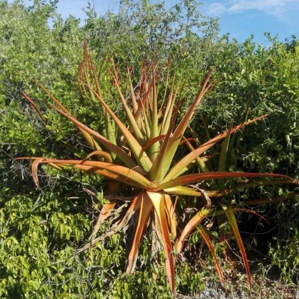 Aloe alexandrei Habit