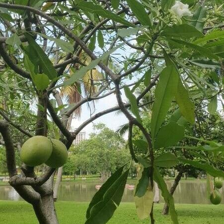 Cerbera manghas फल