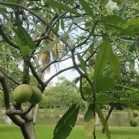 Cerbera manghas Frucht