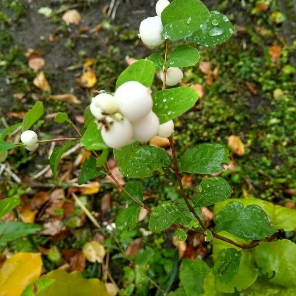 Symphoricarpos albus Fruchs