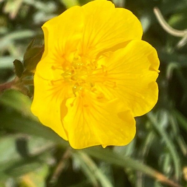 Potentilla grandiflora Flower