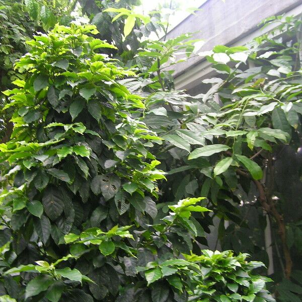 Coffea arabica Habitat