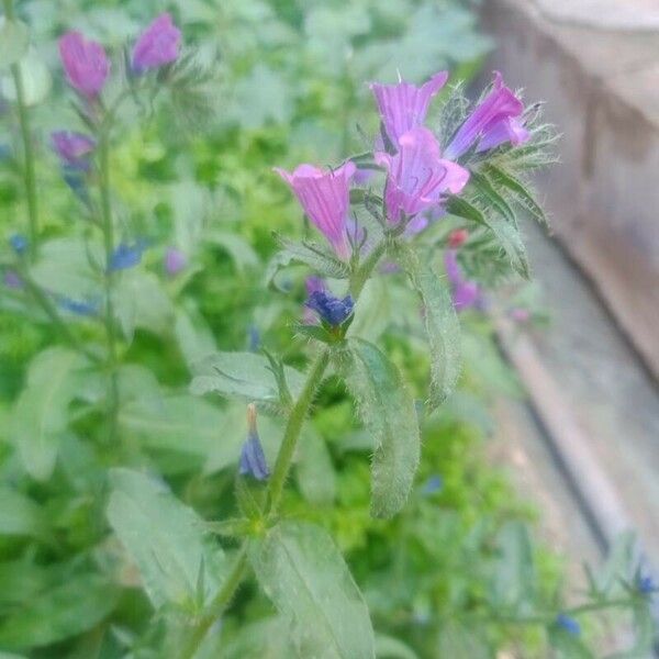 Echium rosulatum Цвят