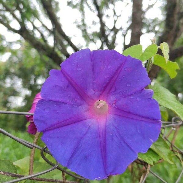 Ipomoea indica പുഷ്പം