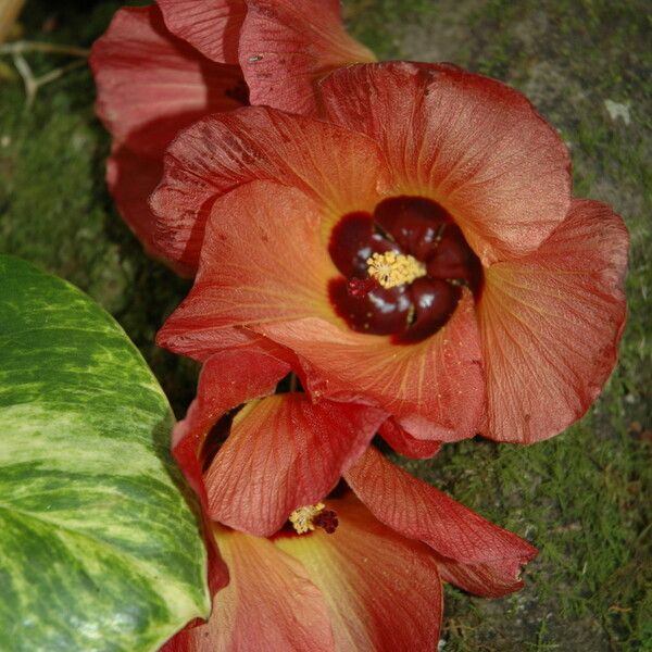 Hibiscus tiliaceus Flor