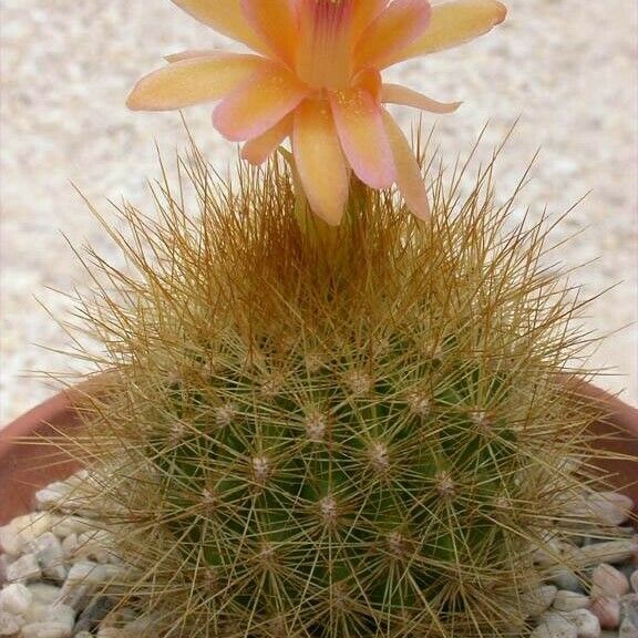 Matucana aurantiaca Flor