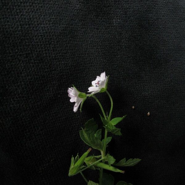 Geranium nepalense Habit