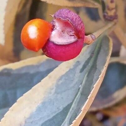 Euonymus japonicus Plod