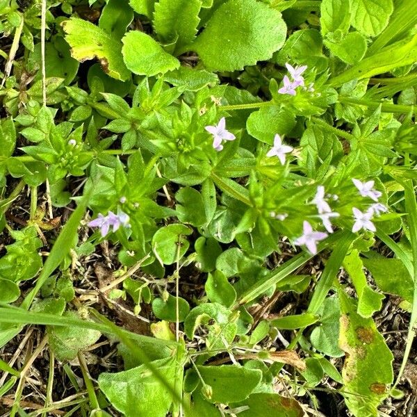 Sherardia arvensis 花