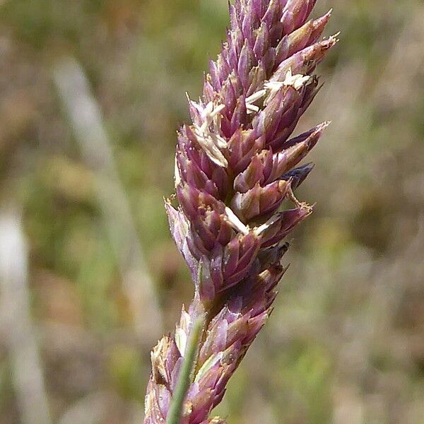 Aeluropus littoralis Fleur