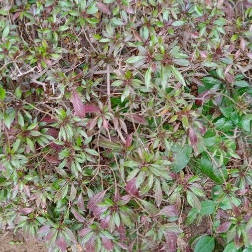 Alternanthera sessilis Feuille