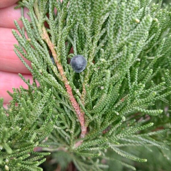 Juniperus sabina Owoc