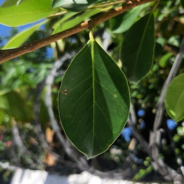 Lagerstroemia indica Hoja