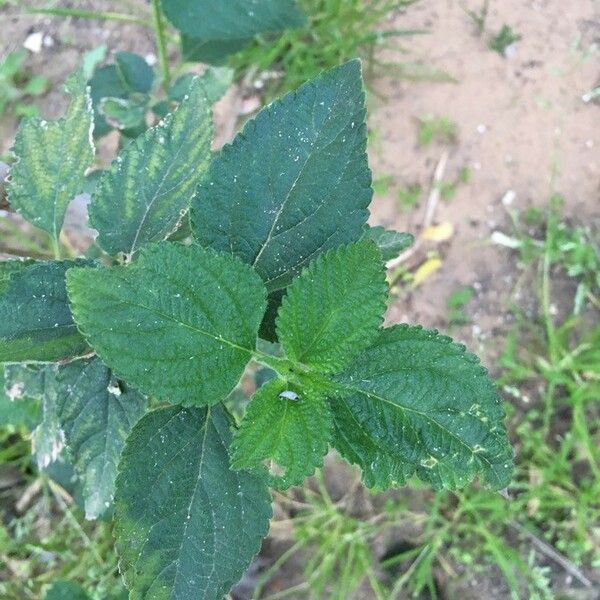 Lantana viburnoides Blad