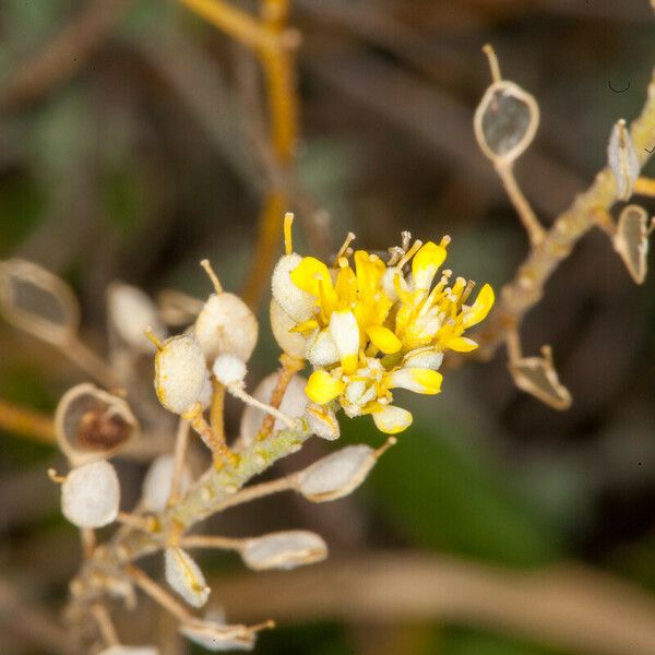 Alyssum argenteum Flower