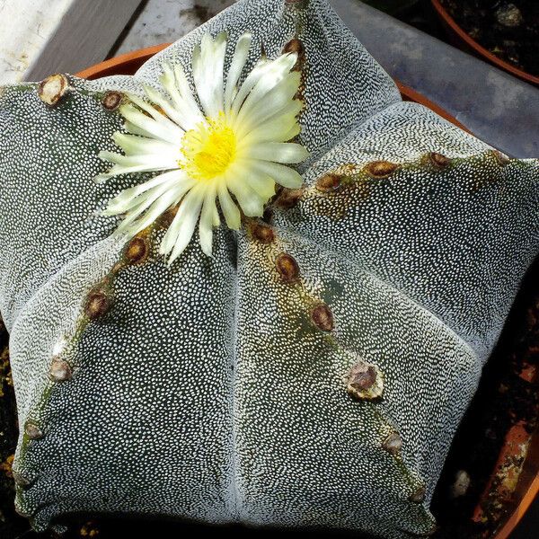 Astrophytum myriostigma Kôra