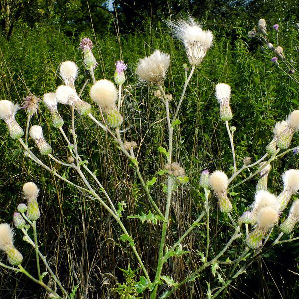 Cirsium arvense Frucht