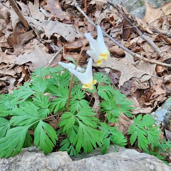 Dicentra cucullaria Flower