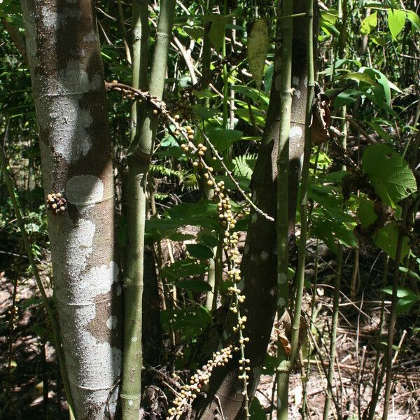 Ficus pungens Habitatea