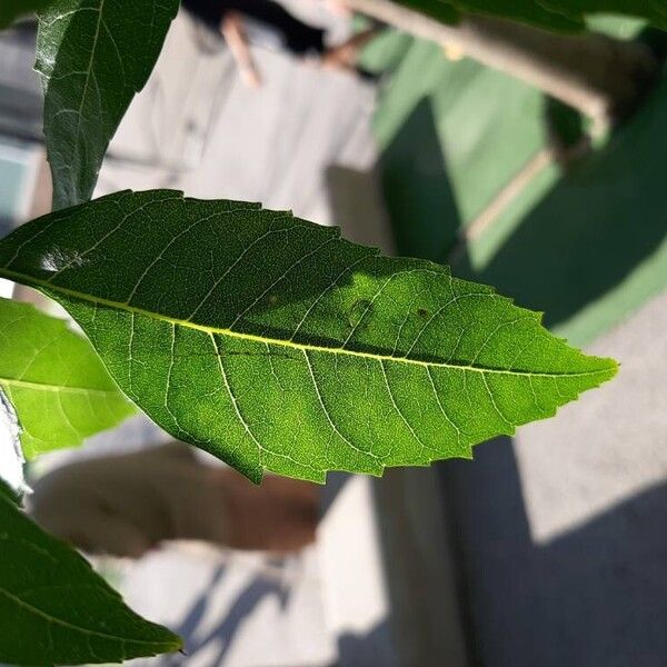 Fraxinus pennsylvanica Leaf