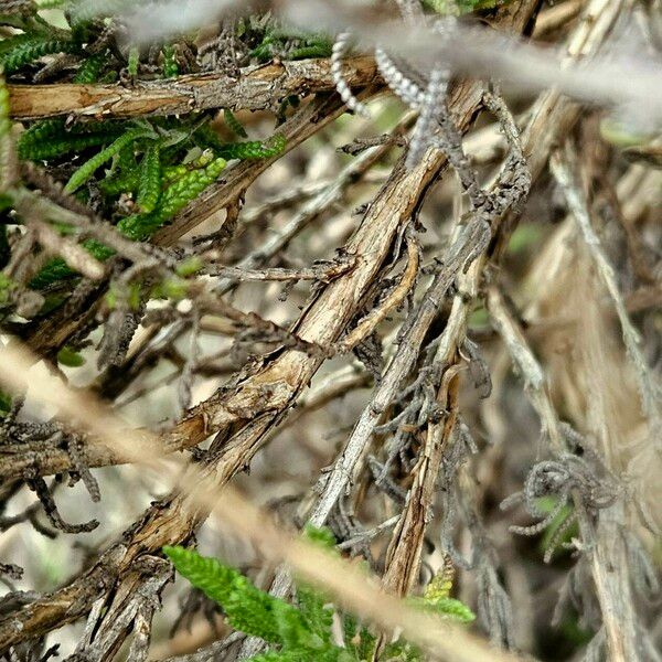 Lavandula dentata Bark