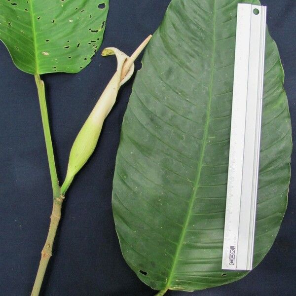 Philodendron inaequilaterum Annet
