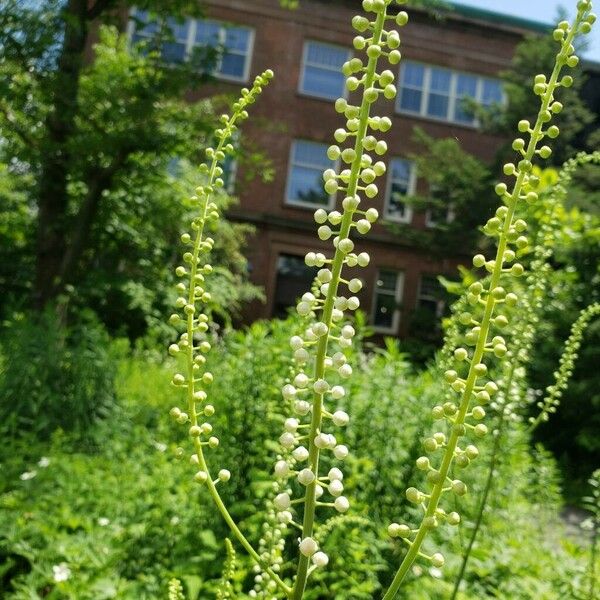 Actaea racemosa Flor