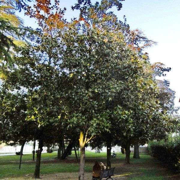 Magnolia grandiflora Hàbitat