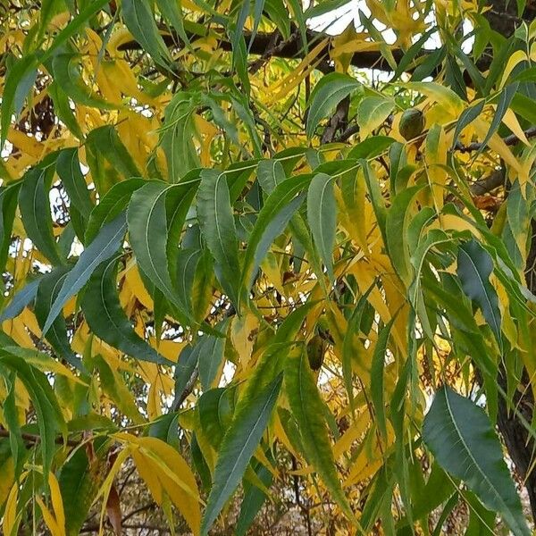 Carya illinoinensis Leaf