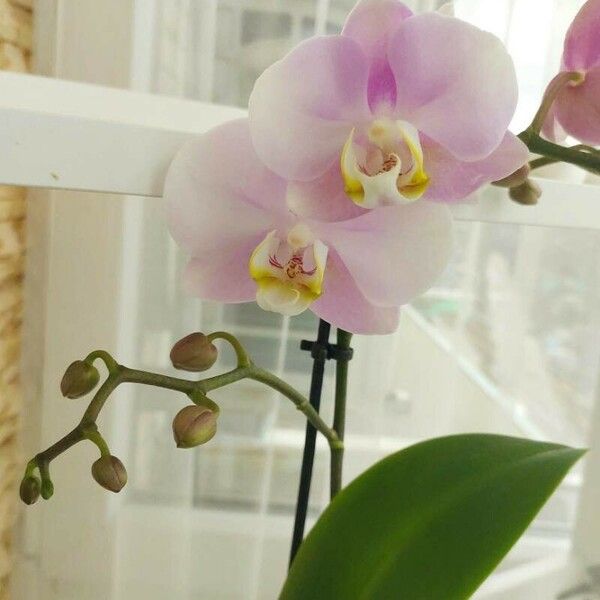 Phalaenopsis amabilis Blüte