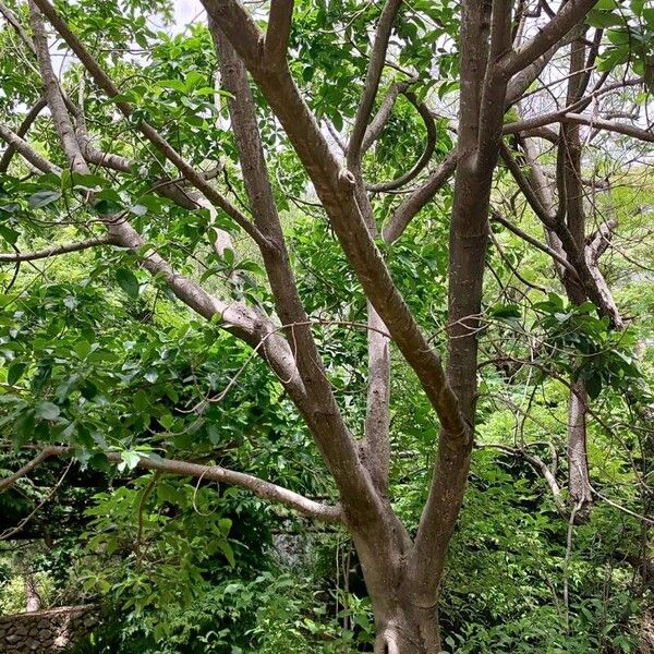 Calodendrum capense Habitat