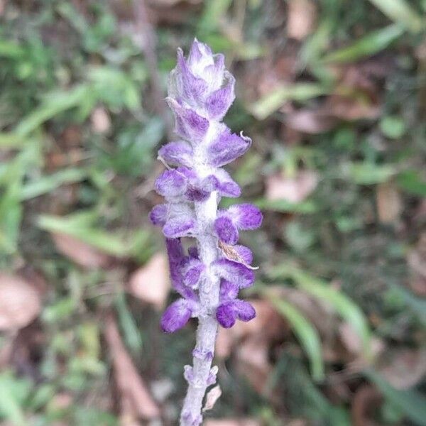 Salvia leucantha Fleur