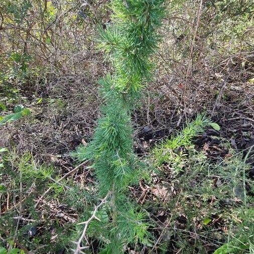 Asparagus albus Hoja