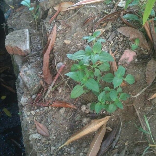 Synedrella nodiflora Frunză