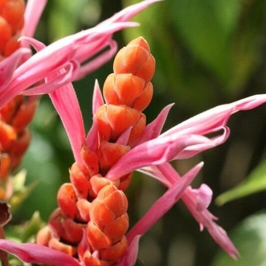 Aphelandra sinclairiana Kukka