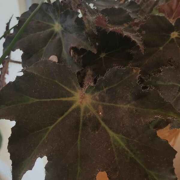 Begonia heracleifolia Folha