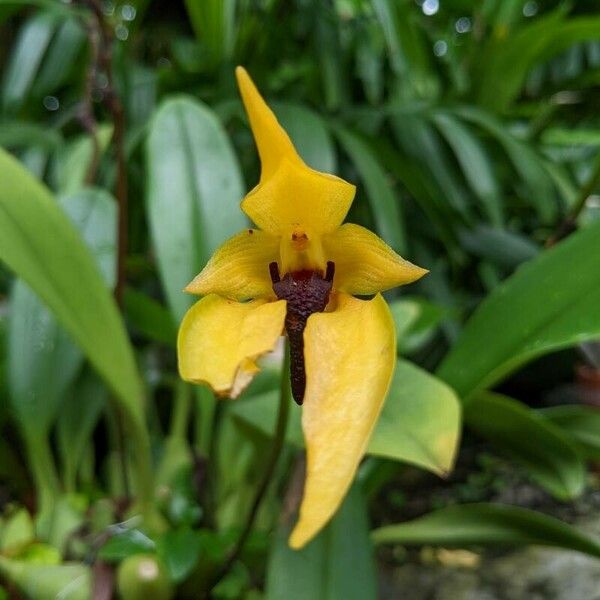 Bulbophyllum amplebracteatum Bloem