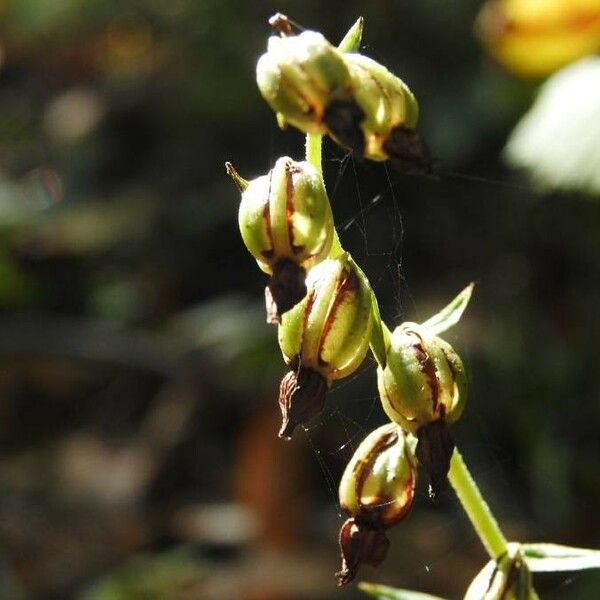 Epipactis helleborine Fleur