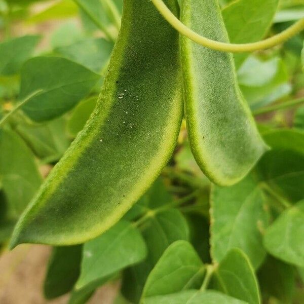 Phaseolus lunatus Fruit