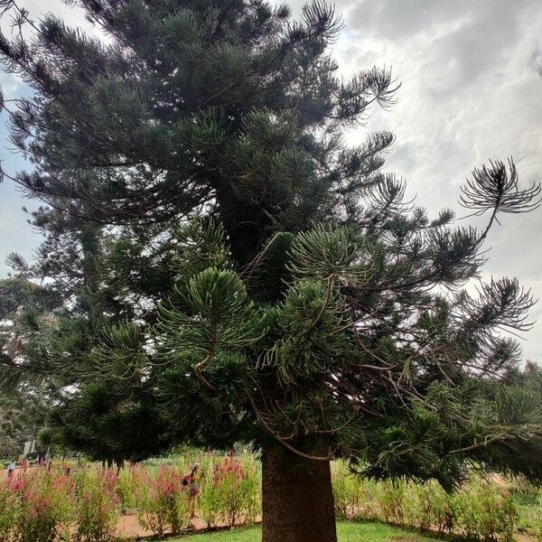 Araucaria angustifolia Blad