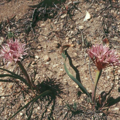 Allium anceps Flor